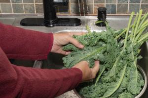 Person washing produce to avoid cyclosporiasis infection -- Image credit: Deborah | stock.adobe.com