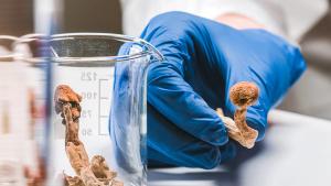 Psilocybin-assisted therapy -- Image credit: 24K-Production | stock.adobe.com