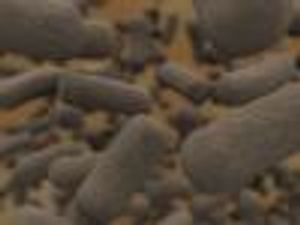 Probiotics for Prevention: Can You 'C' a DIFFerence?