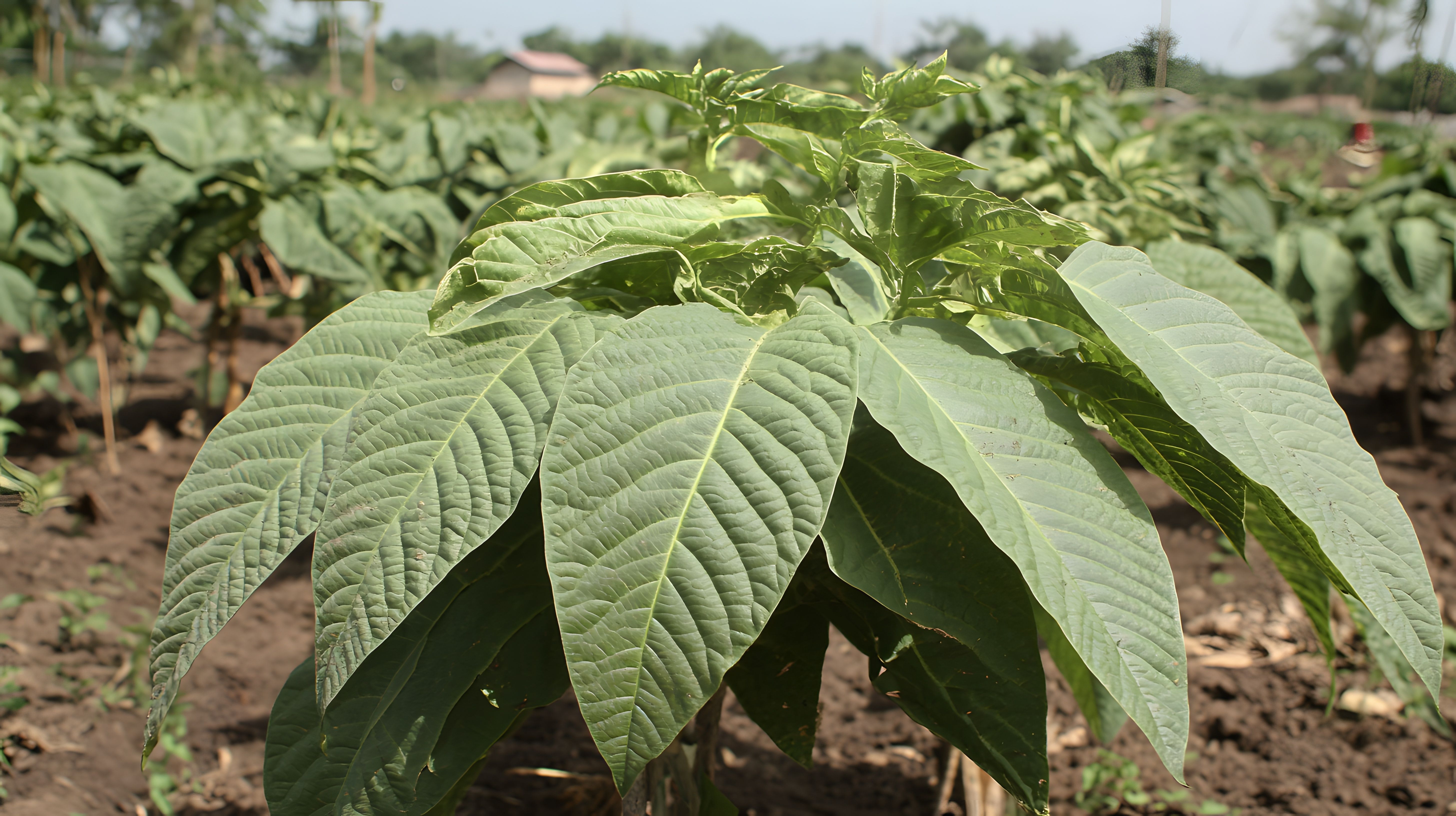 Vibrant Green Mitragyna Speciosa Plantation Leaves | Image Credit: Yonus | stock.adobe.com