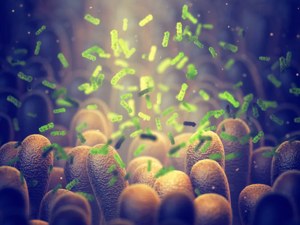 Natural Food Preservative May Harm Beneficial Gut Bacteria - Vimarsana News