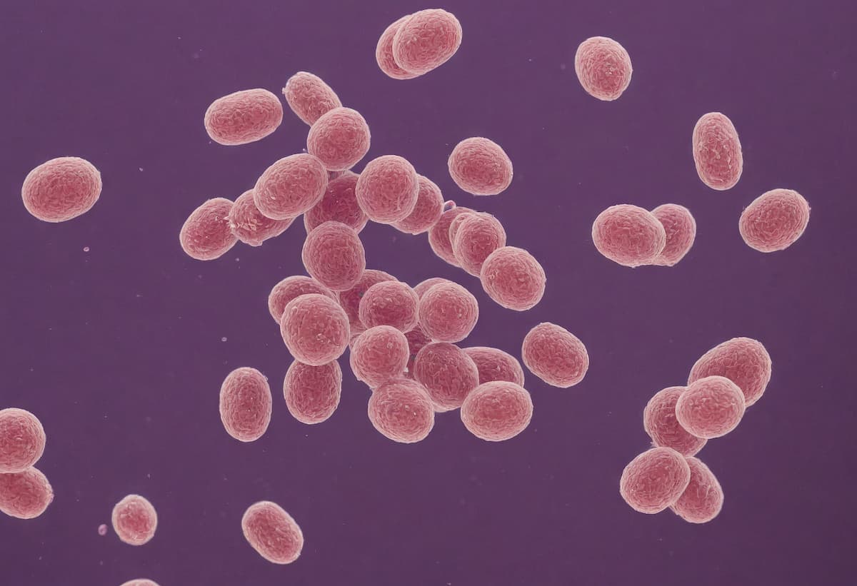 Streptococcus pneumoniae bacteria, 3D scientific illustration