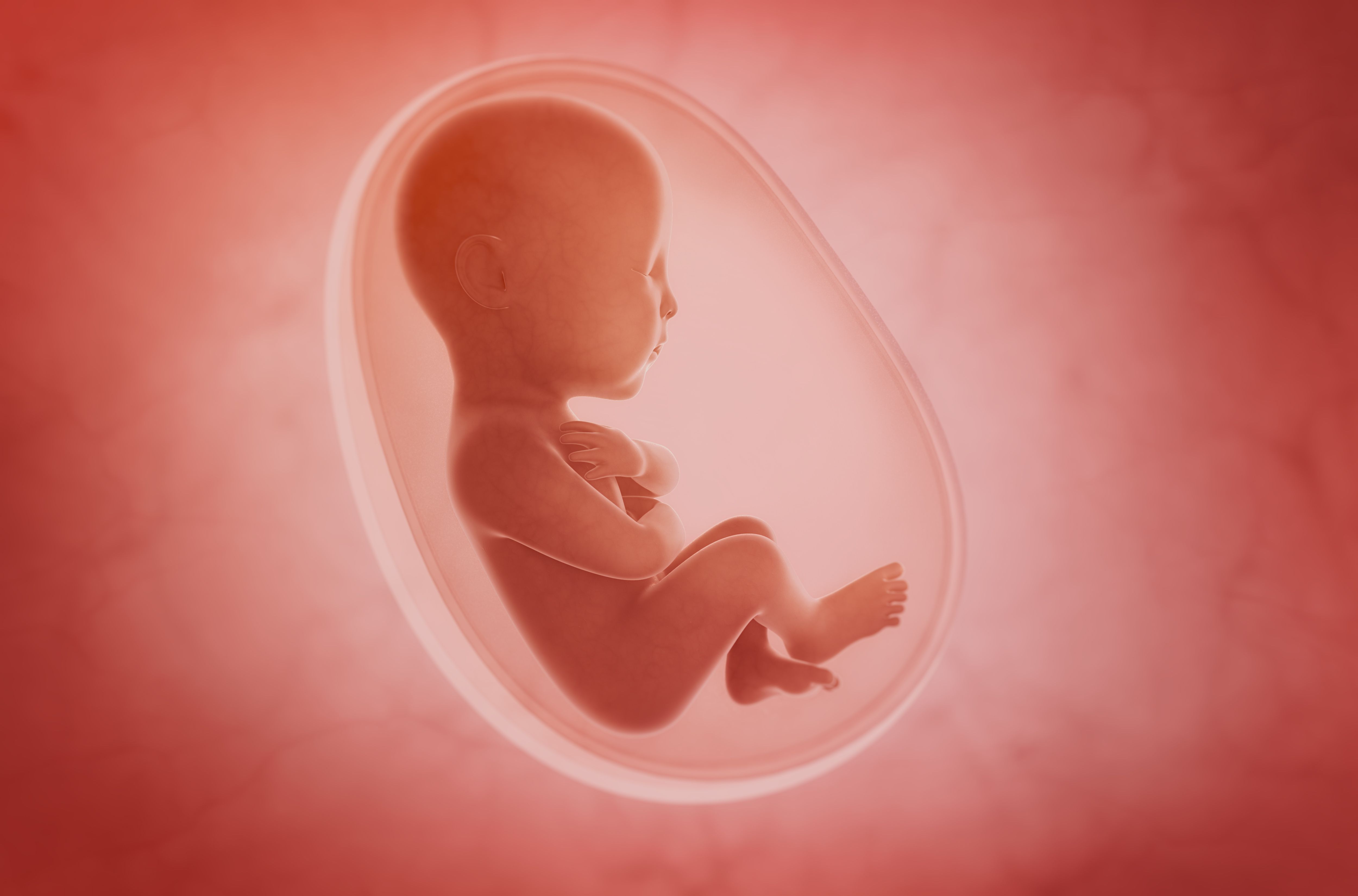 Внутриутробная жизнь ребенка. Младенец в утробе. УТ детям.