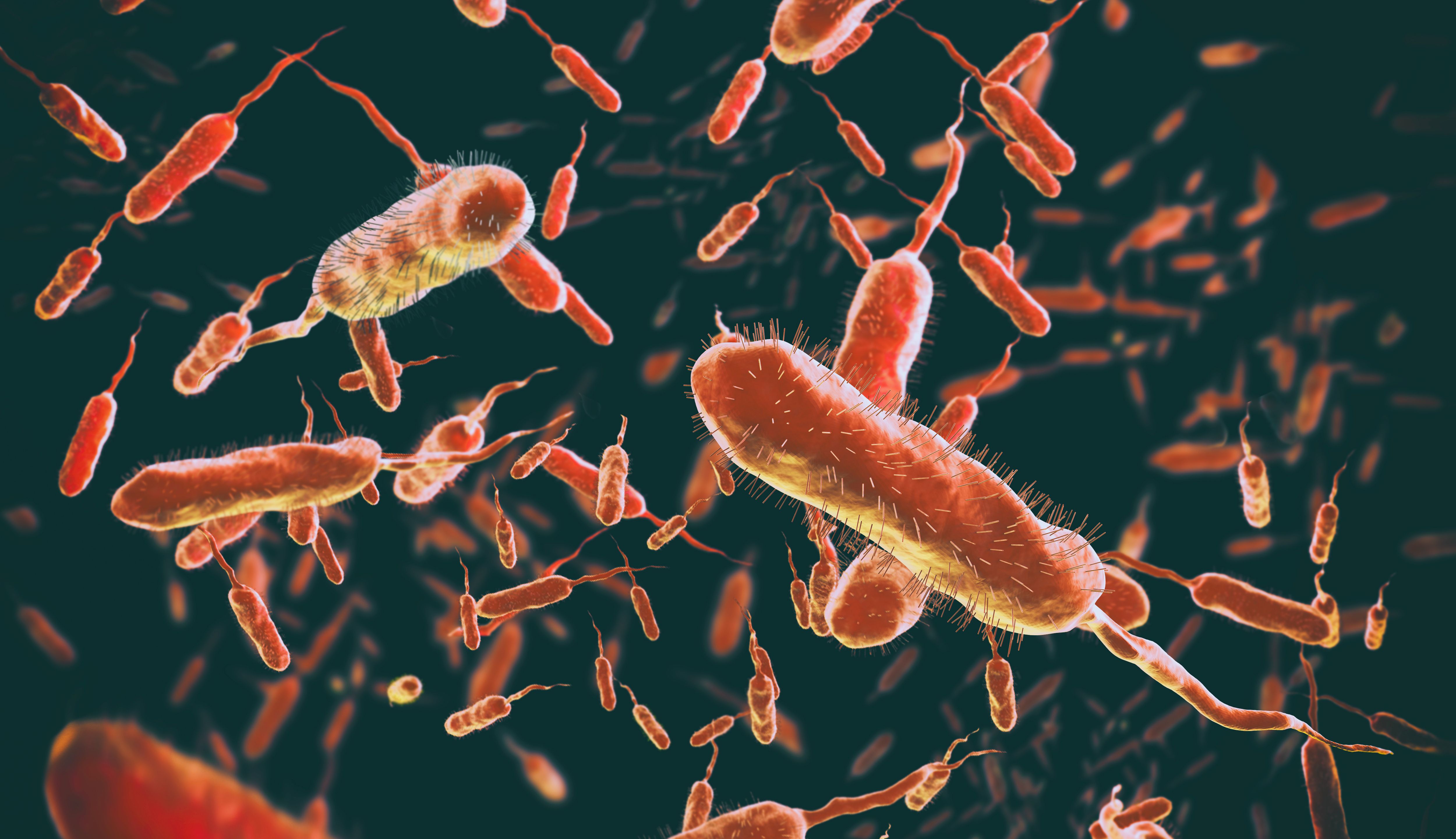 Vibrio cholerae -- Image credit: Giovanni Cancemi | stock.adobe.com