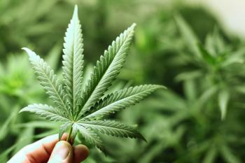 cannabis background | Image Credit: yellowj - stock.adobe.com