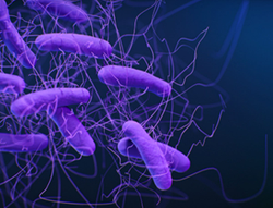 The Role of the Microbiome in C. difficile Infection and Its Impact on Overall Health 