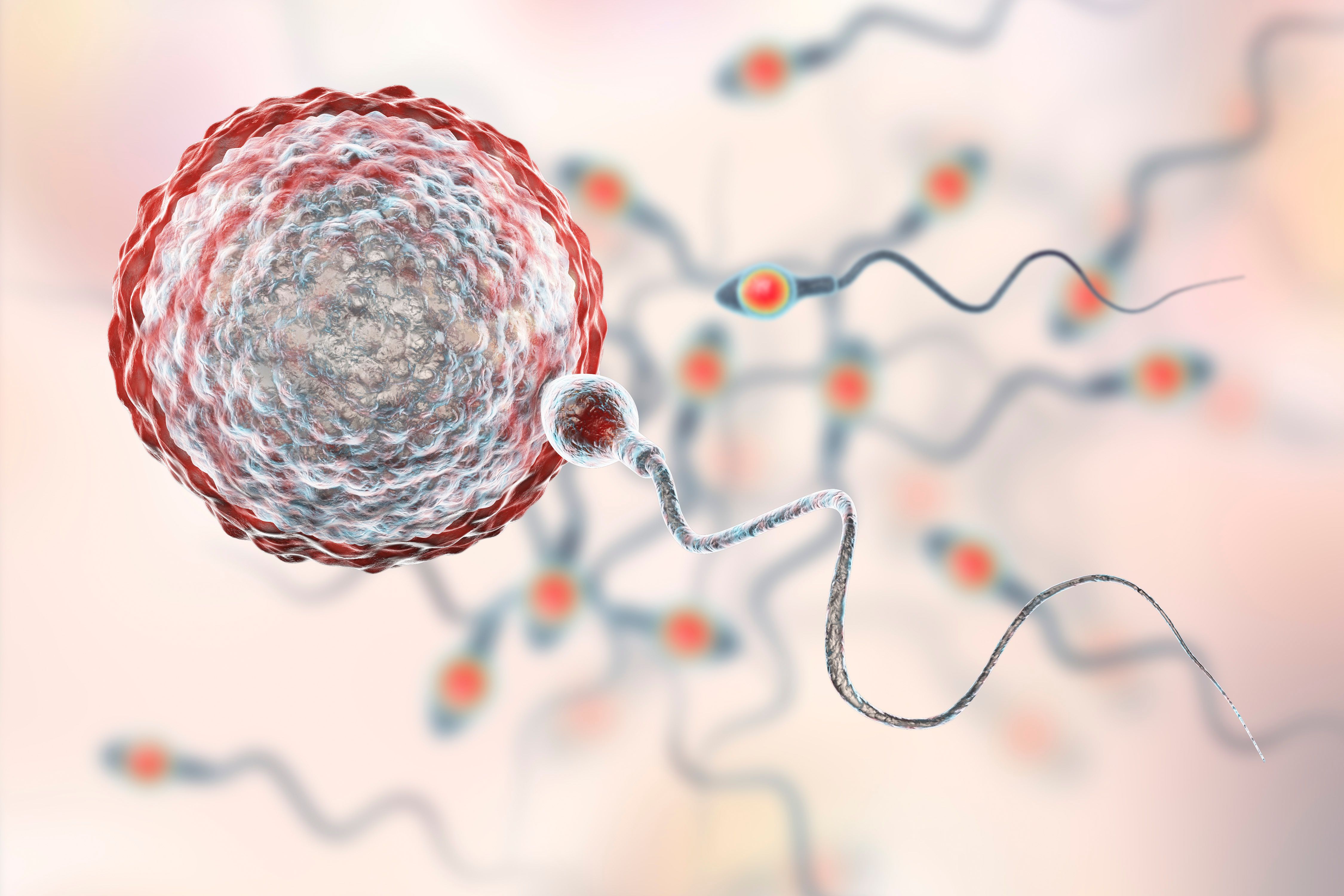 Fertilization of human egg cell by spermatozoan, 3D illustration - Image credit: Dr_Microbe | stock.adobe.com