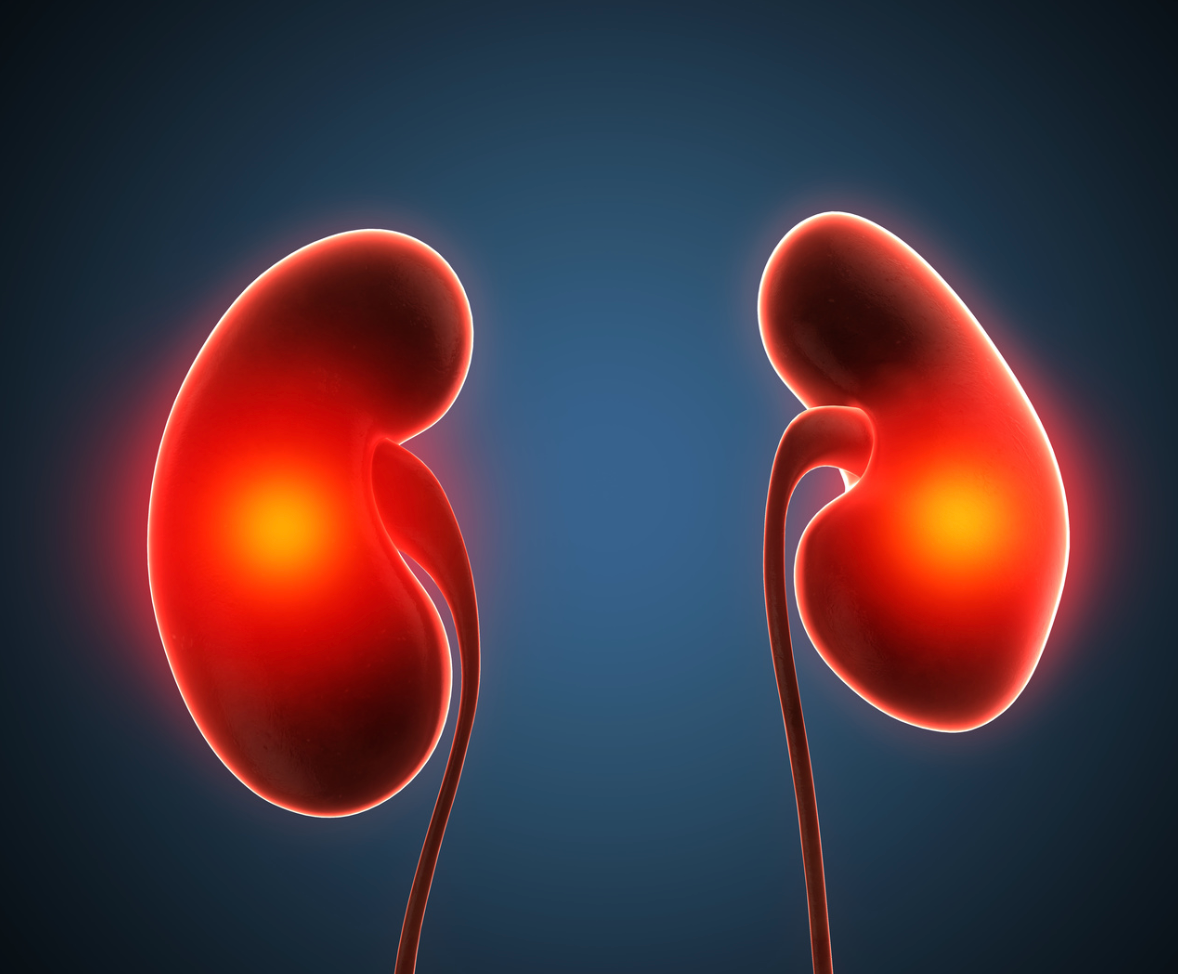 Certain Kidney Function Measures May Determine Long-Term Physical ...