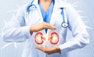 Physician and kidneys