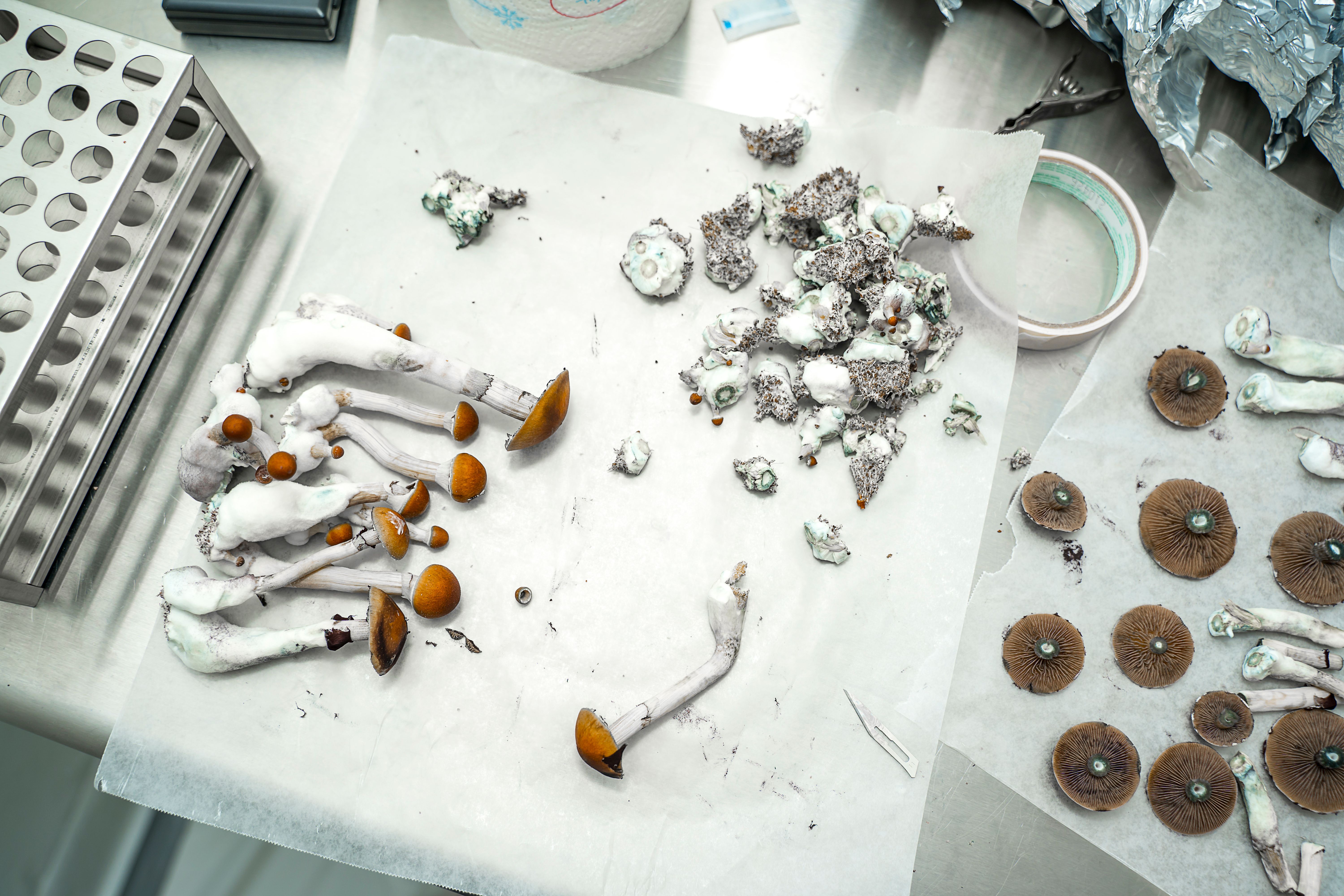 Cutting Psychedelic Thai Cubensis Mushrooms For Spore Prints | Image Credit: Ayehab | stock.adobe.com