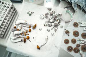 Cutting Psychedelic Thai Cubensis Mushrooms For Spore Prints | Image Credit: Ayehab | stock.adobe.com
