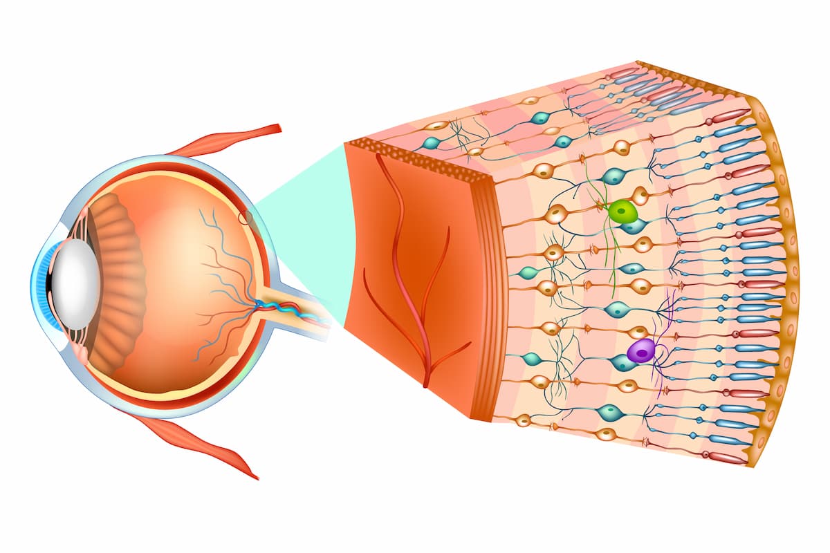 Structure of the human eye and organization of the retina. Optic part of retina.