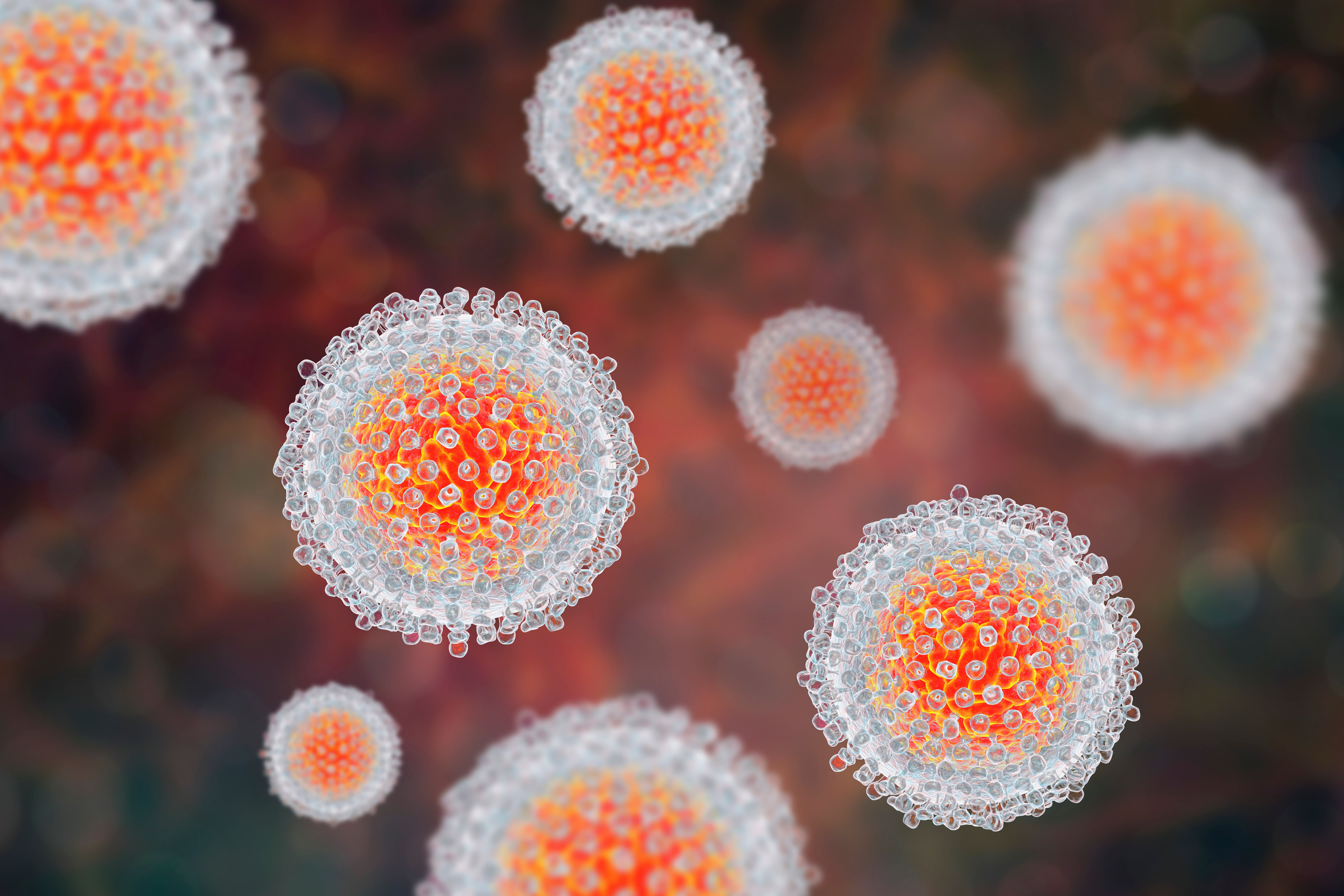 Hepatitis C virus model, 3D illustration. A virus consists of a protein coat, capsid, surrounding RNA and outer lipoprotein envelope with 2 types of glycoprotein spikes, E1 and E. - Image credit: Dr_Microbe | stock.adobe.com