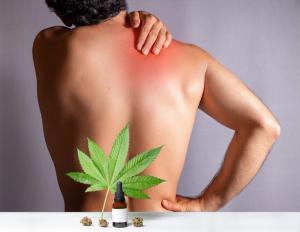 Could VER-01 Redefine the Role of Cannabis in Chronic Pain Care?