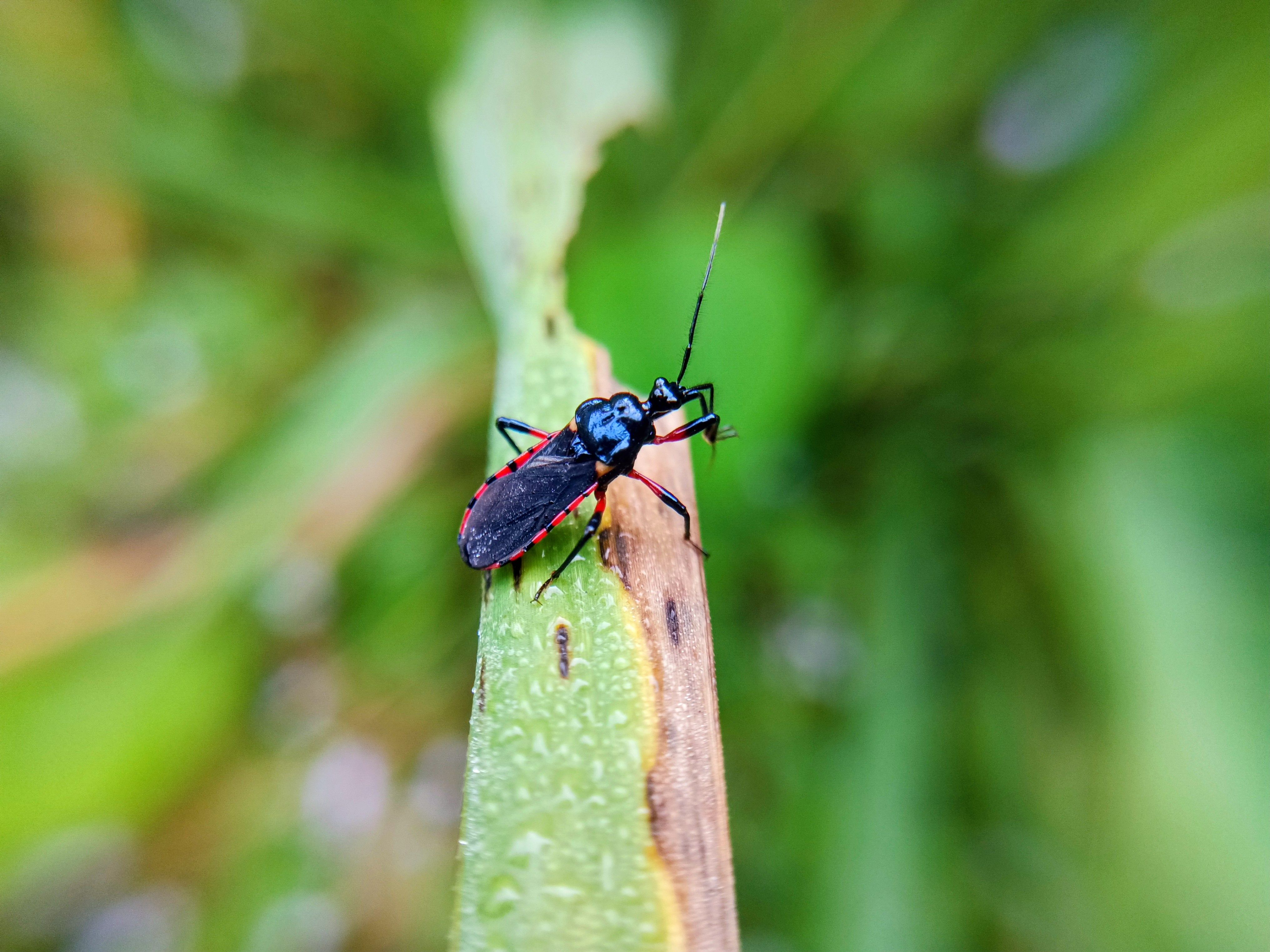 Image of a kissing bug | Image Credit: © Sigit - stock.adobe.com