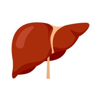 Human liver icon. Flat illustration of human liver vector icon for web design: © anatolir - stock.adobe.com