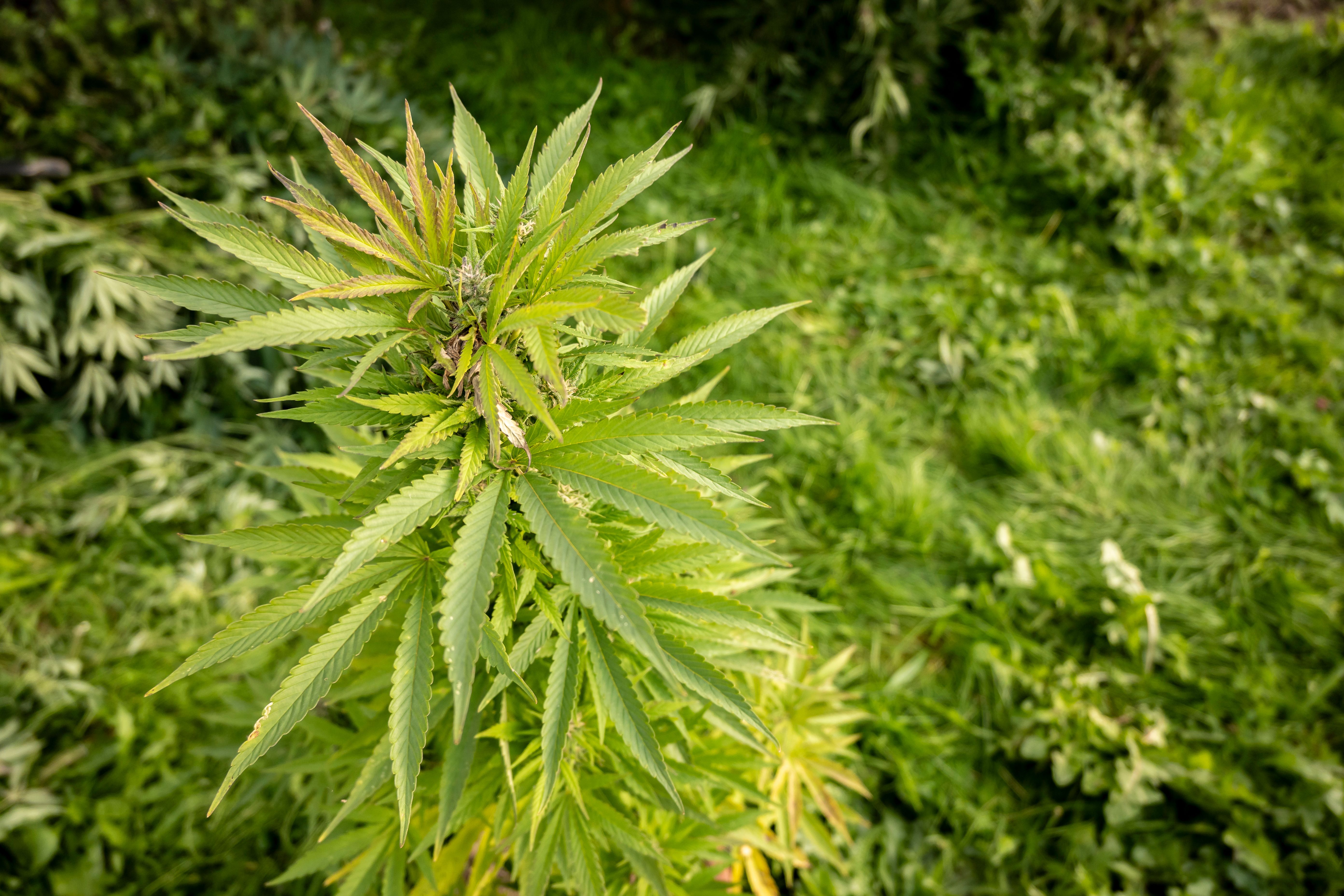 <![CDATA[Low-Dose Cannabinoids Show Potential to Restore Serotonin Levels and Reduce Inflammation in HIV, Study Finds]]>