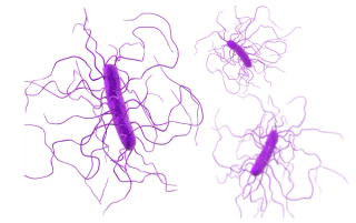 Pharmacist Medication Insights: Bezlotoxumab for Clostridium Difficile Infection