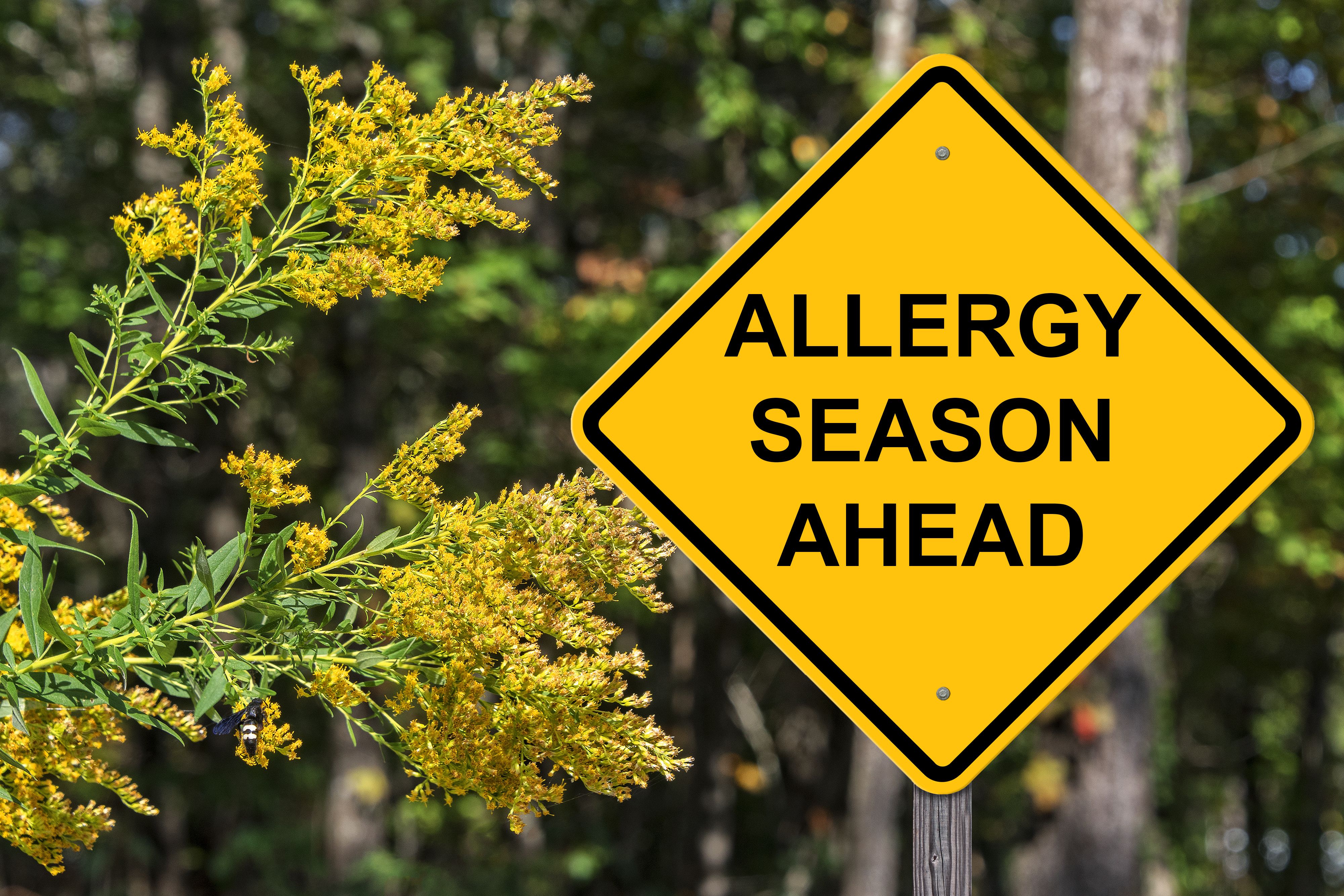 Keep Seasonal Allergy Symptoms in Check - Vimarsana News