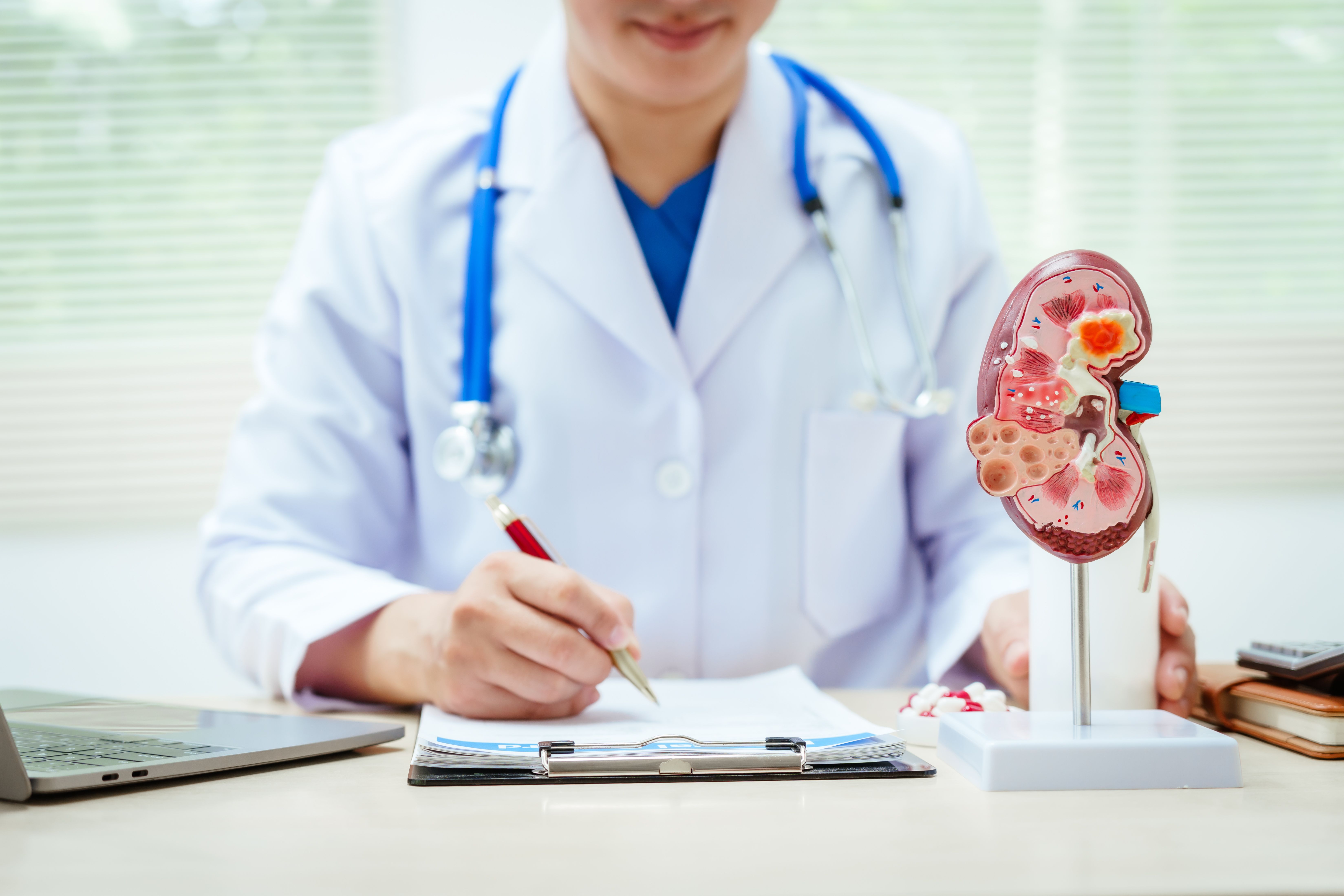 Health care professional with model of kidney showing chronic kidney disease (CKD) -- Image credit: M+Isolation+Photo | stock.adobe.com