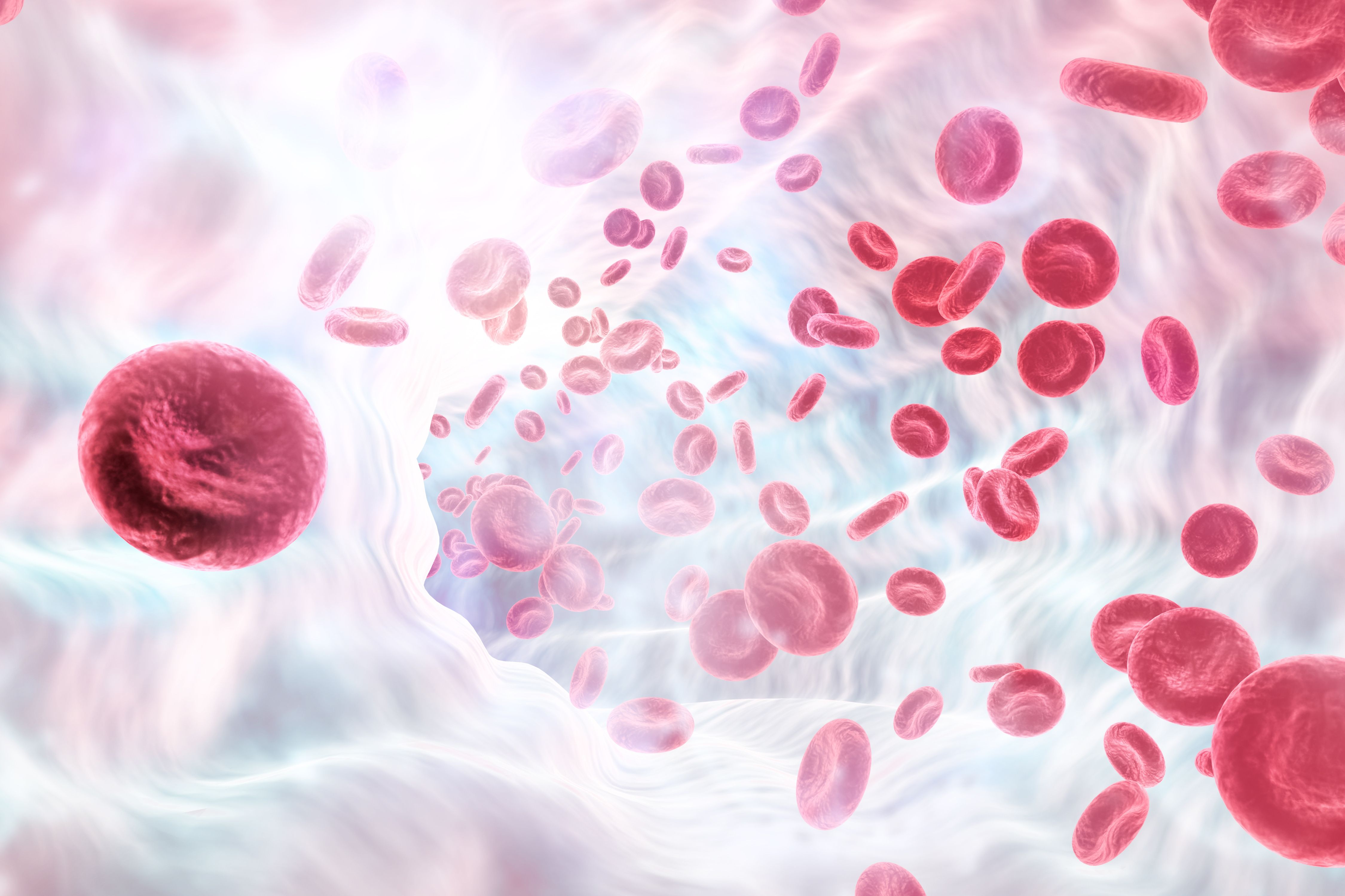 Red blood cells, hematology -- Image credit: Rasi | stock.adobe.com