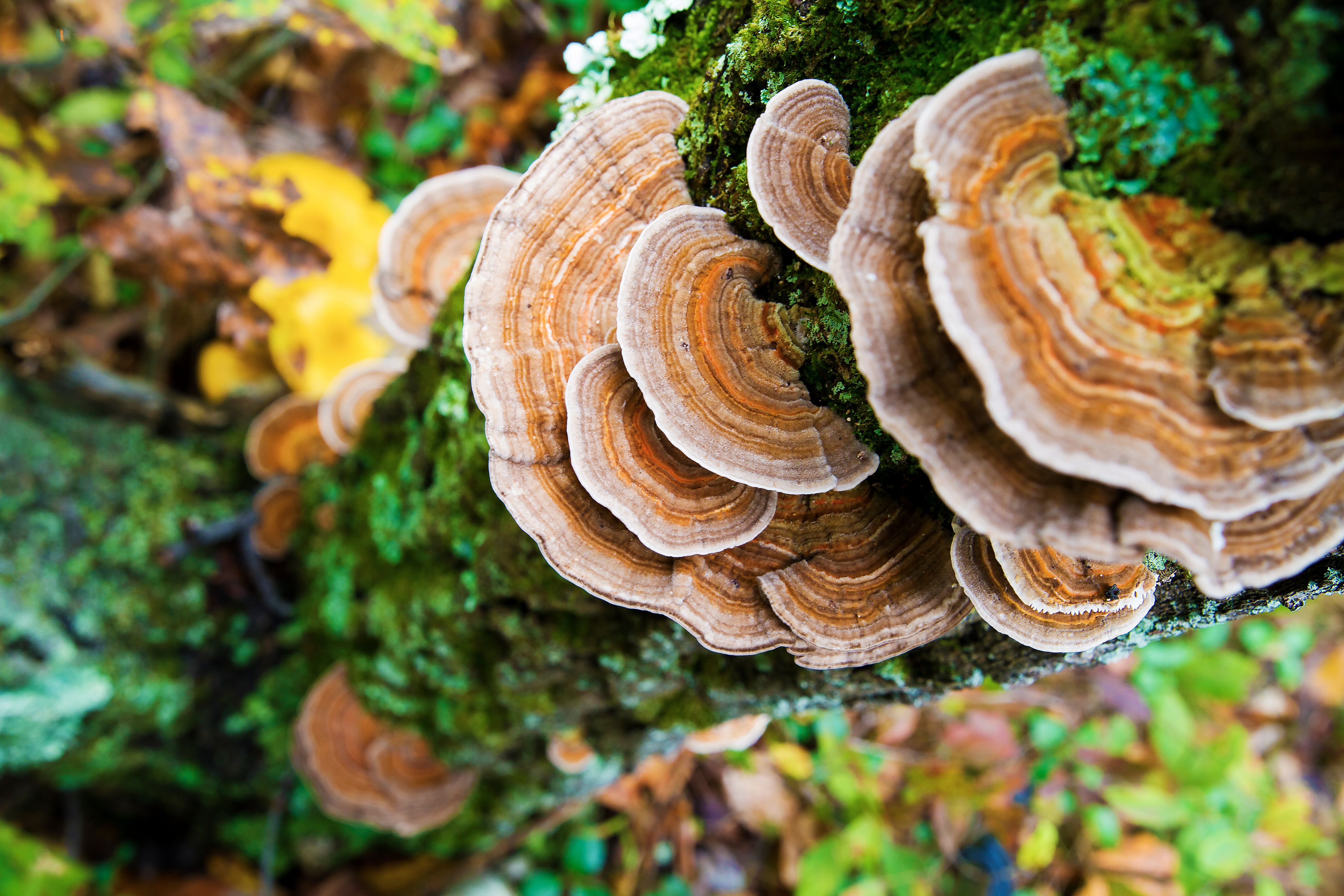 Healing, Medicinal Turkey Tail Mushrooms - Image credit: jeremy | stock.adobe.com