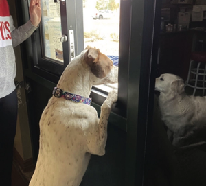 Colorado Pharmacy Finds Niche in Veterinary Compounding