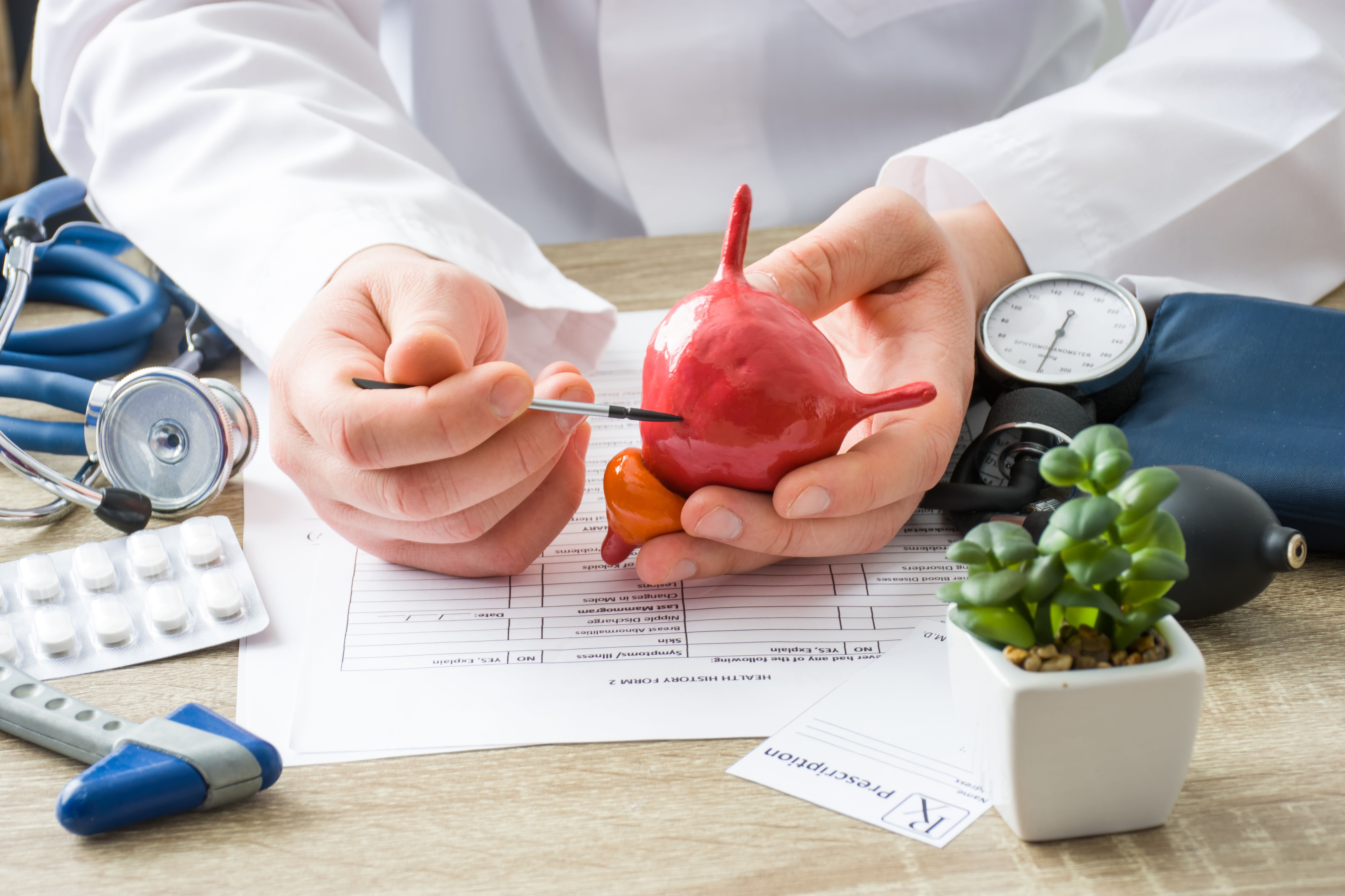 At doctors appointment physician shows to patient shape of urine bladder with focus on hand with organ. Scene explaining patient causes and localization of diseases of bladder and the urinary system - Image credit: shidlovski | stock.adobe.com