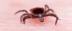 Lyme Disease Diagnoses Show 357% Increase in Rural Areas, According to Private Insurance Claims