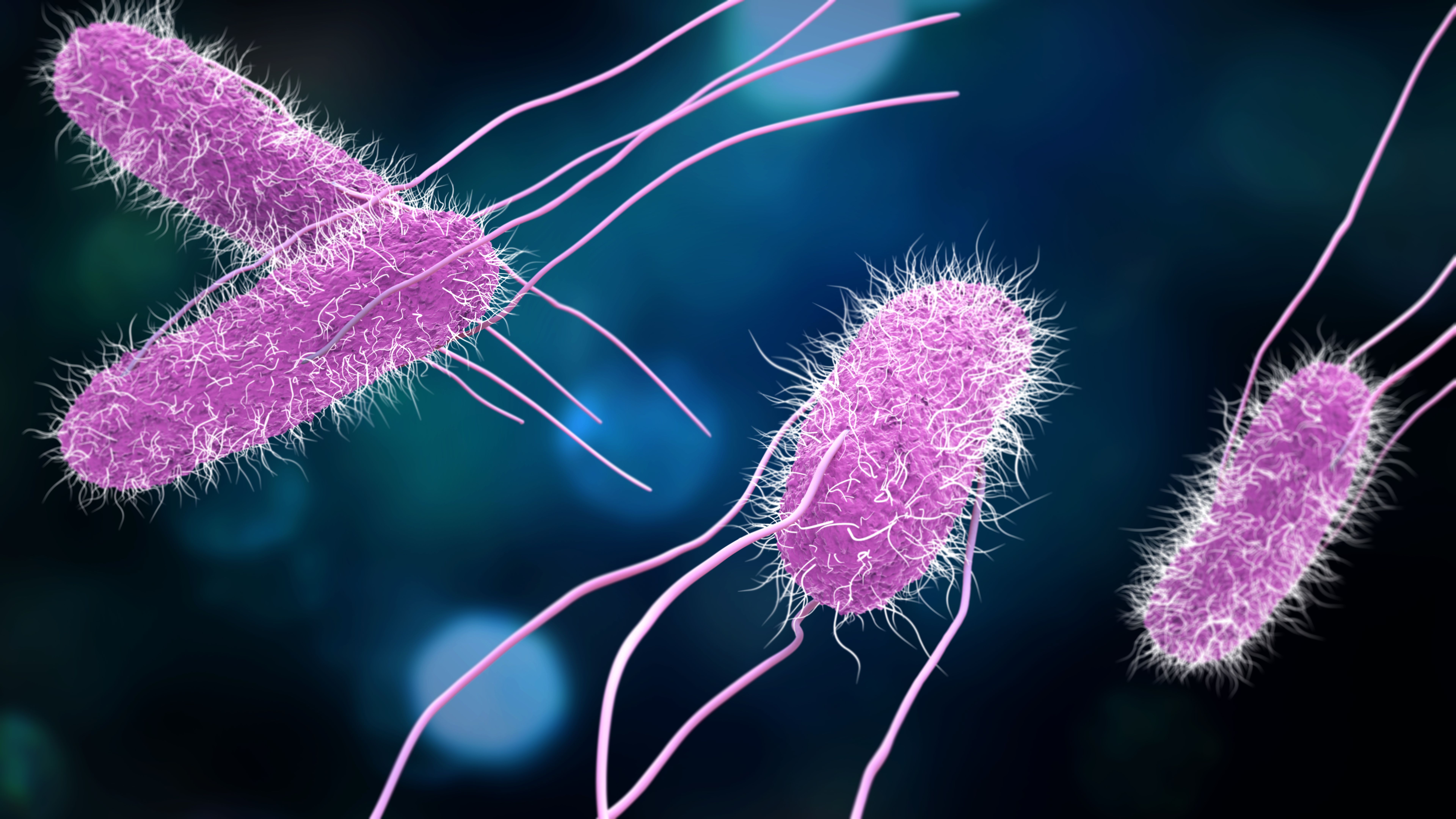 3D illustration of Salmonella | Image Credit: © sveta - stock.adobe.com