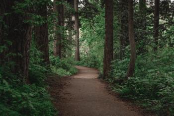 Hiking trail in forest -- Image credit: Nicholas Steven | stock.adobe.com
