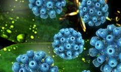 EP. 14 Hepatitis C Practice Pearls: Risk Factors, Testing