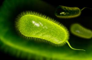 3D illustration of H. Pylori bacteria | Image Credit: © abhijith3747 - stock.adobe.com