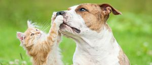 Veterinary Medicine in Community Pharmacy