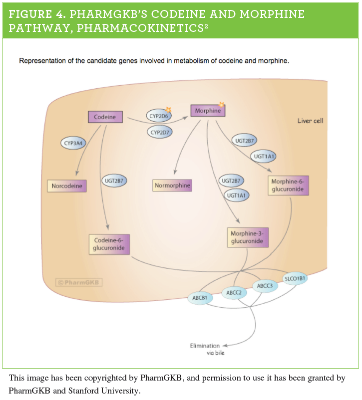 Pharmacogenetic Resources: PharmGKB And Clinical Pharmacogenetics ...