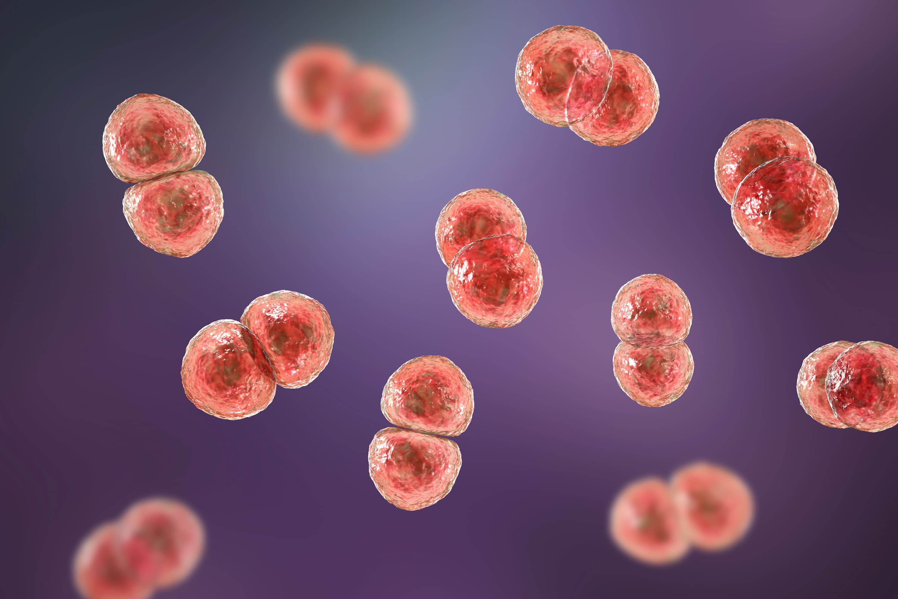 Streptococcus pneumoniae bacteria, 3D scientific illustration