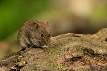 Deer mouse | Image Credit: © Henning Harmelink - stock.adobe.com
