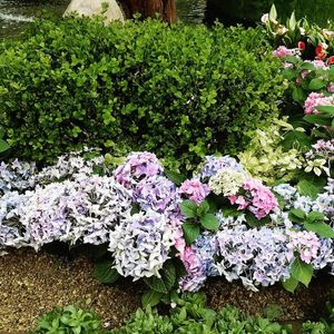 Homeopathy in Pharmacies: The Great Debate