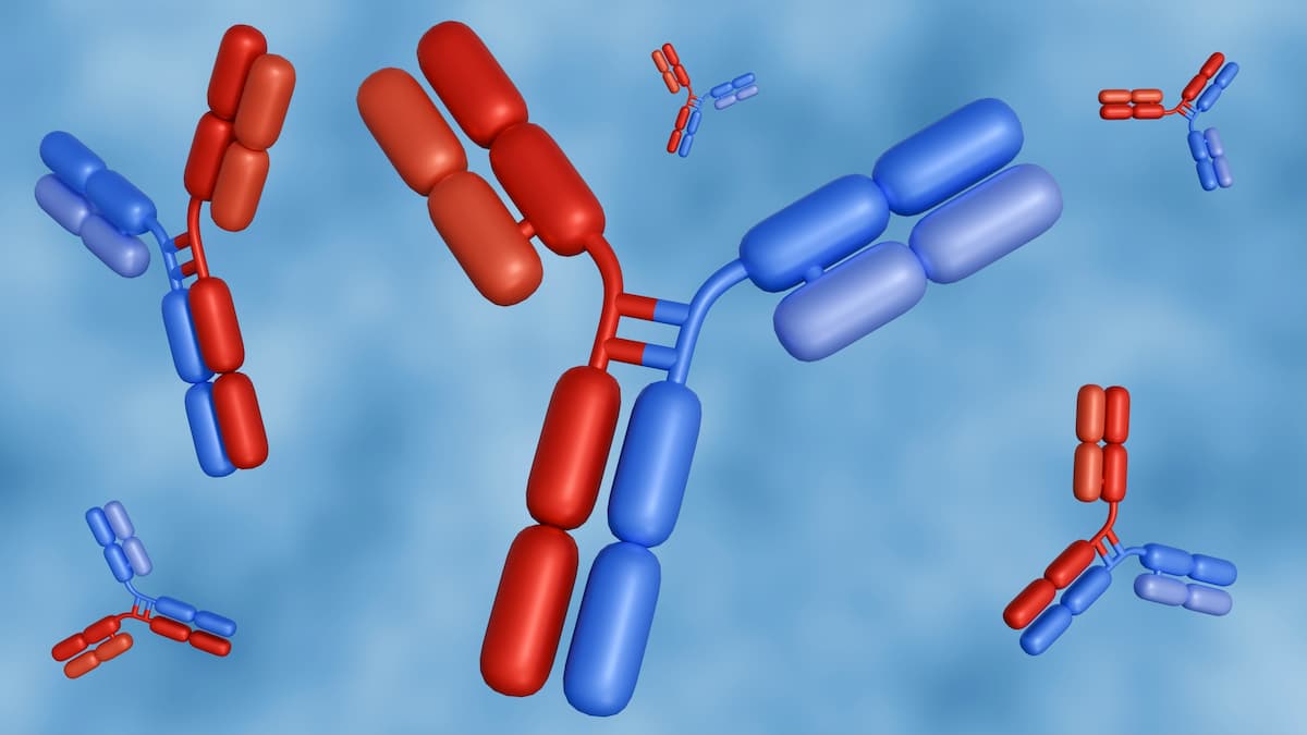 3d rendering of Bispecific antibodies or BsAbs have two distinct binding domains that can bind to two antigens or two epitopes of the same antigen simultaneously.