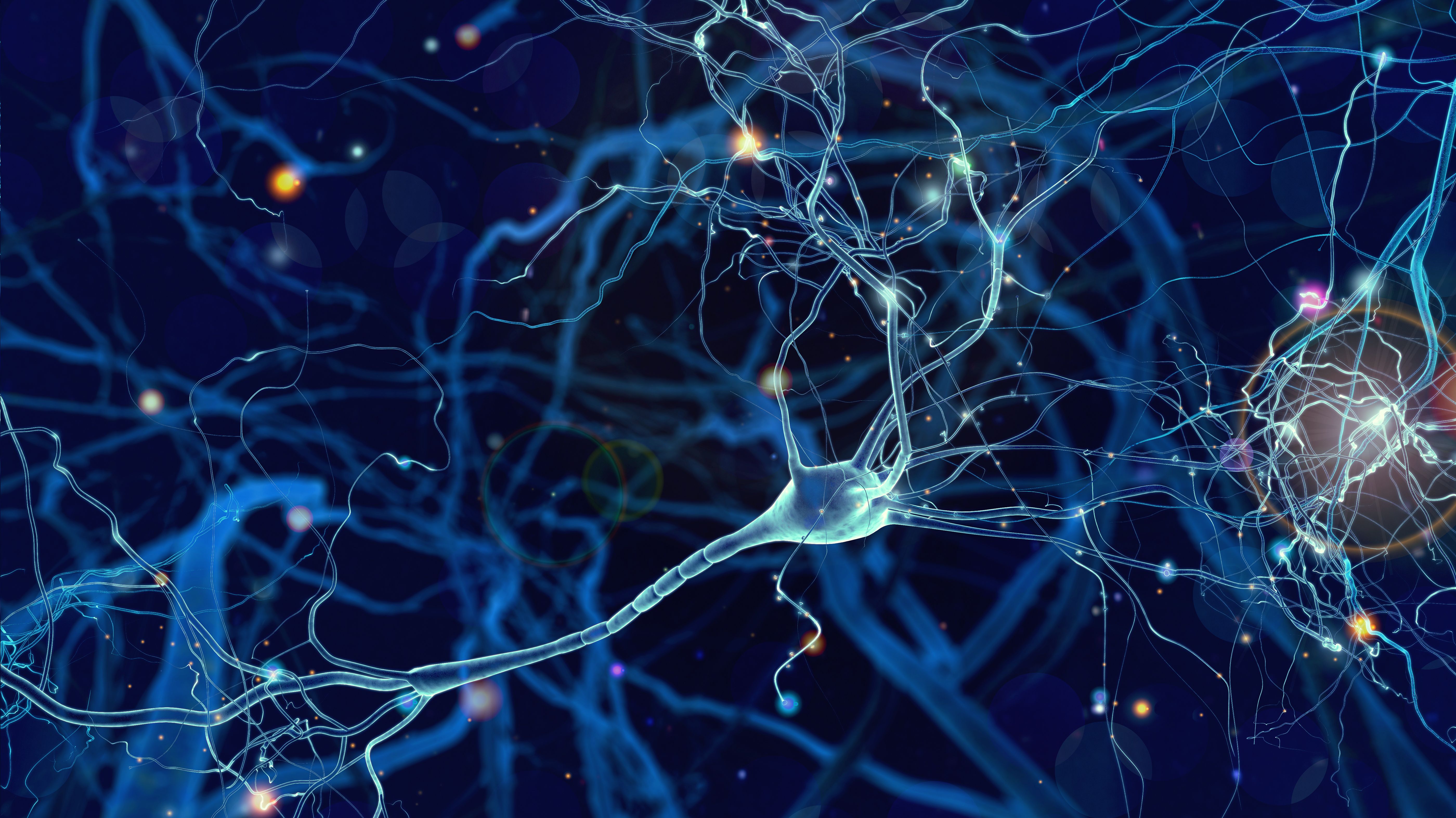 Nerves and neurons in brain -- Image credit: whitehoune | stock.adobe.com