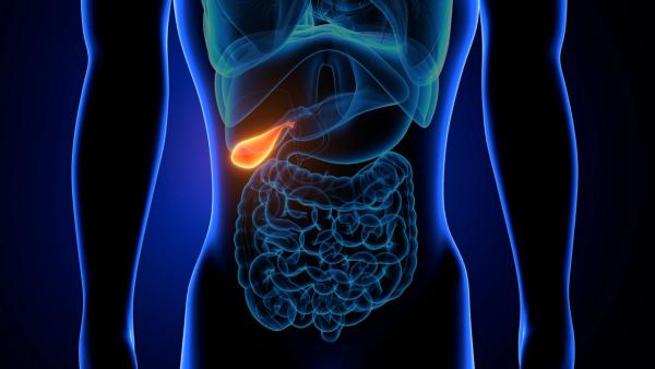 3d illustration of human internal organ gallbladder anatomy - Image credit: microscience | stock.adobe.com