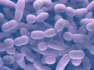 Current Pneumococcal Vaccination Recommendations: A Clinical Update