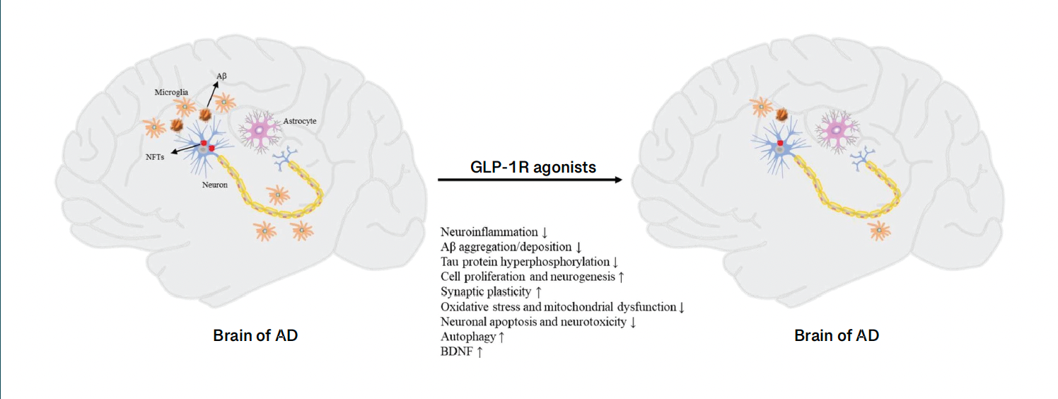 glp 1 agonist prediabetes GLP1 Receptor Agonists—Effects beyond Obesity and Diabetes
