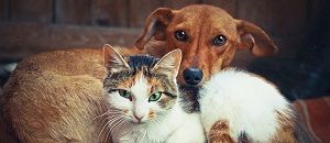 Understanding the Veterinary Patient