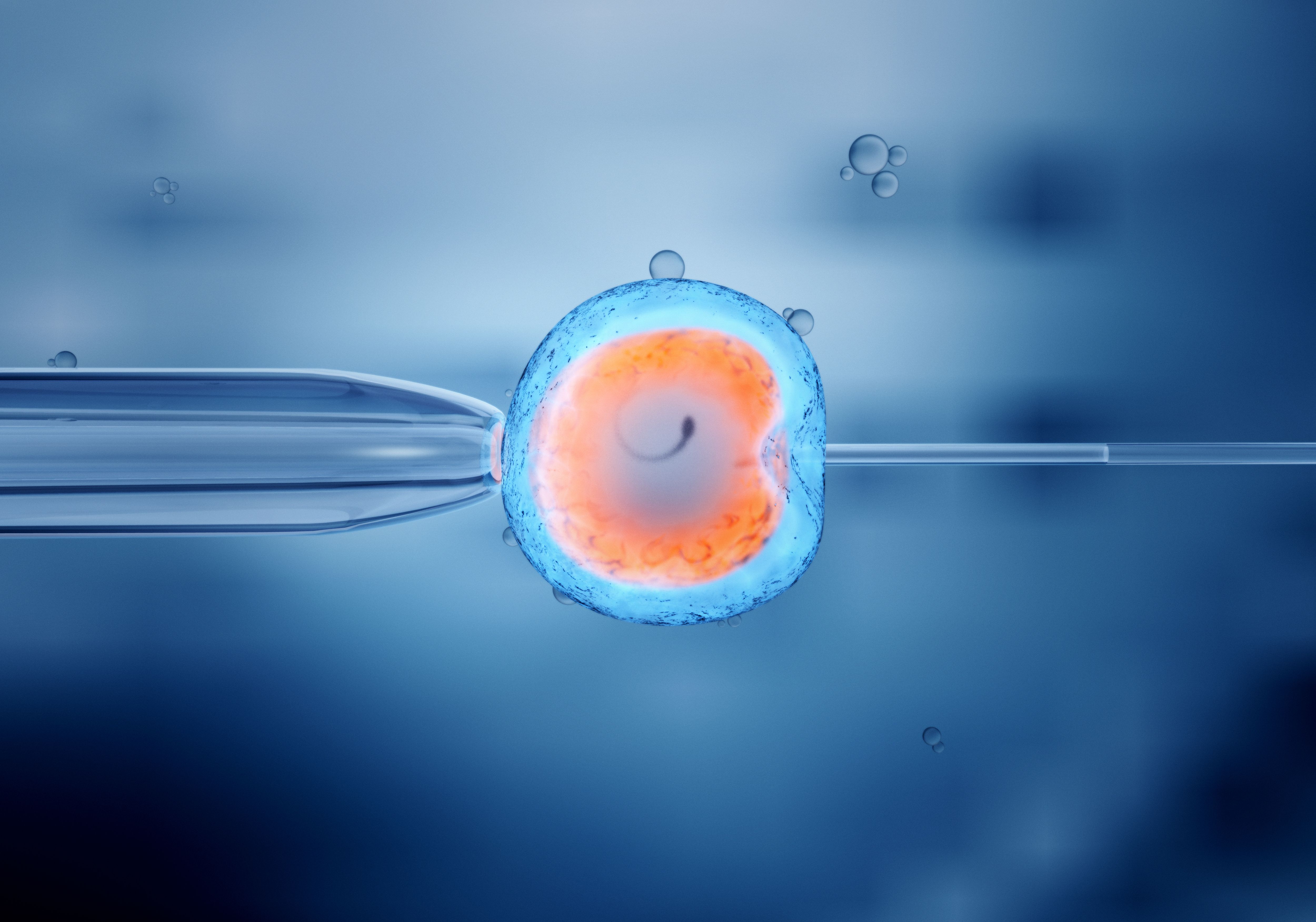 Künstliche Befruchtung einer Eizelle - In-vitro-Fertilisation - Image credit: Christoph Burgstedt | stock.adobe.com