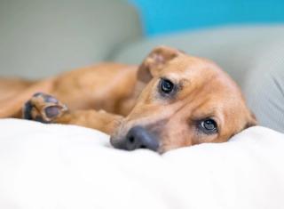 What Is the Community Pharmacist's Role in Helping Veterinary Patients?