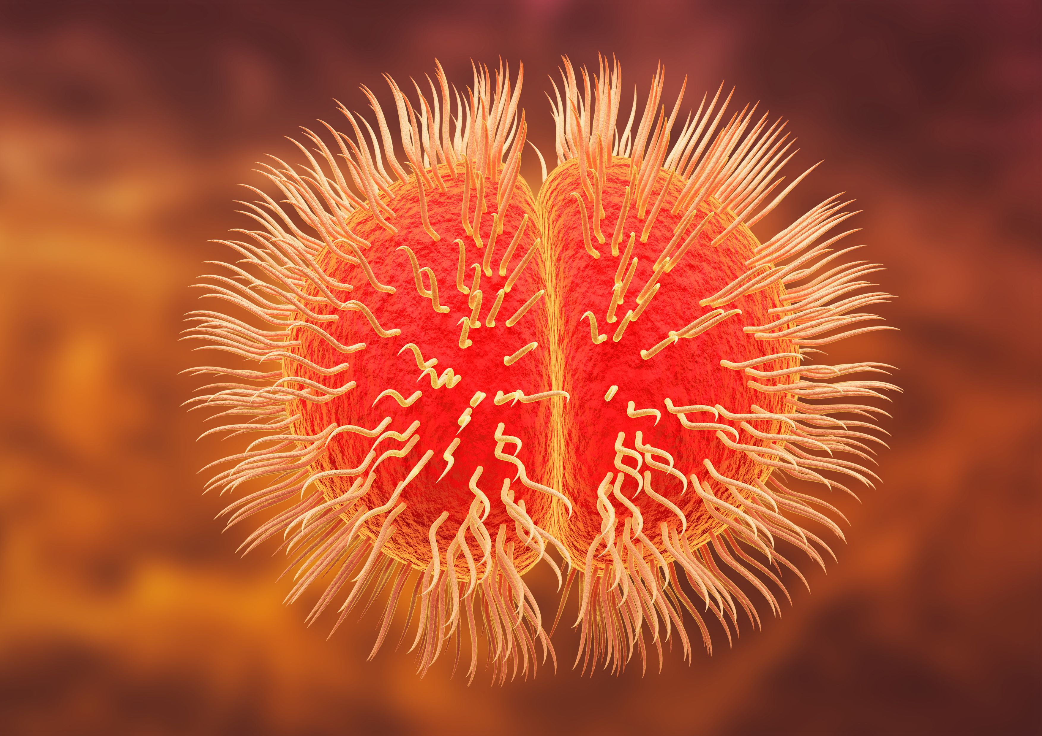Neisseria meningitidis or meningococcus are Gram-negative coccus bacteria that cause meningococcal meningitis - Image credit: AGPhotography | stock.adobe.com