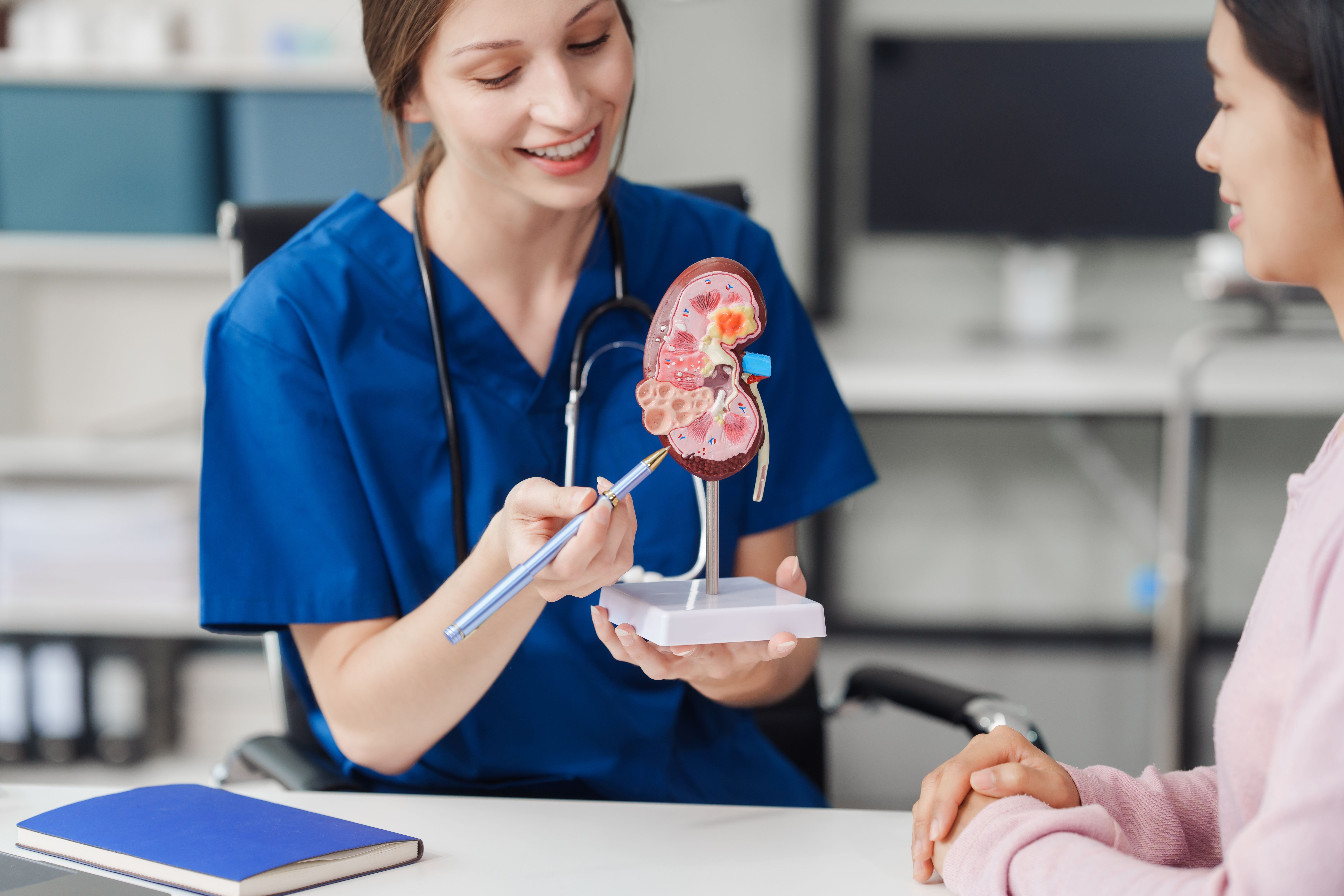 Model depicting chronic kidney disease (CKD) -- Image credit: NanSan | stock.adobe.com