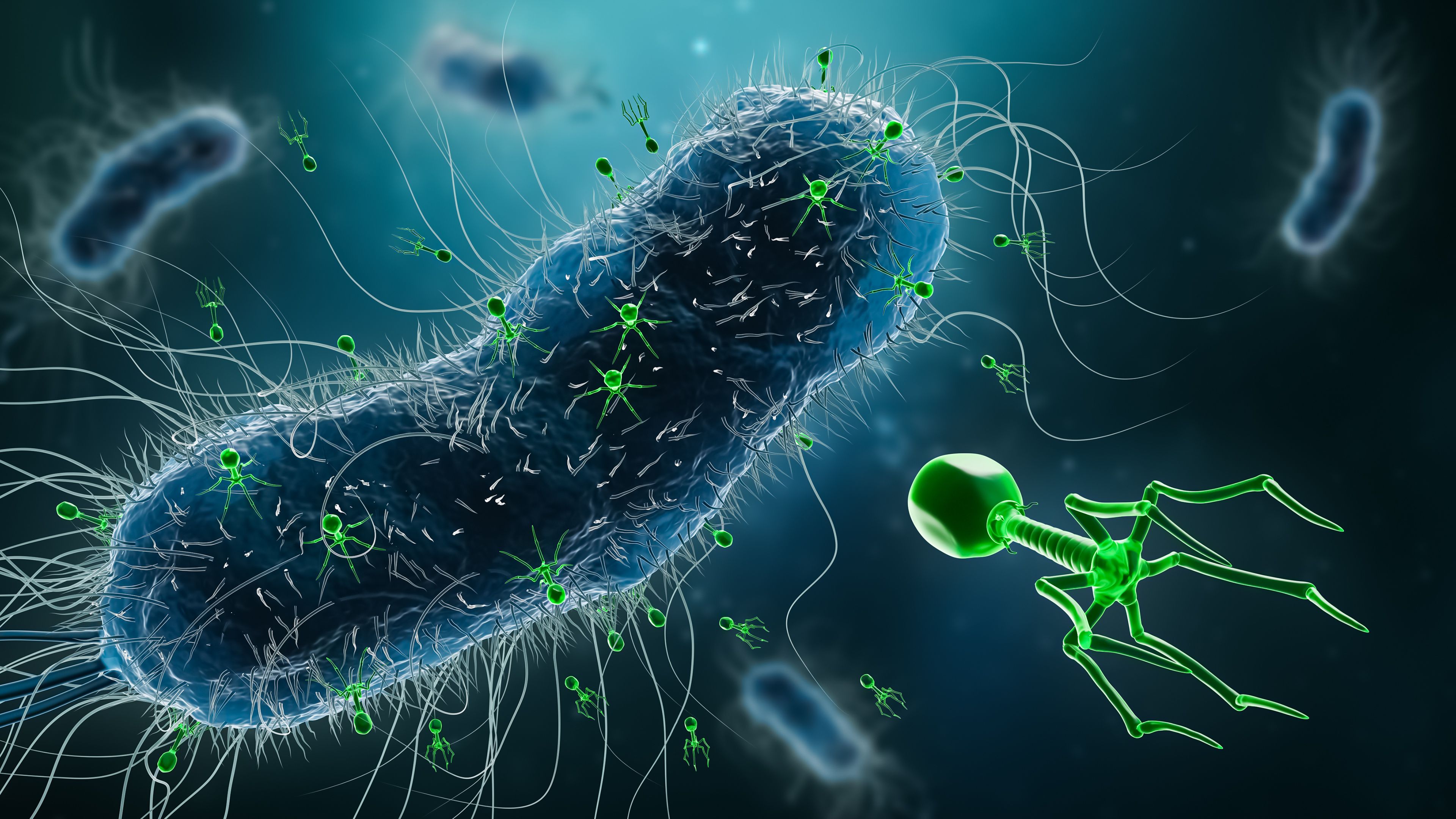 Phage Powder Phage Therapy: Exploring the Future of Infection Treatment