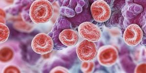 Close up micrograph showcasing acute leucopenia and thrombocytopenia, illustrating key features of acute leucopenia and thrombocytopenia in a detailed manner for better understanding. | Image Credit: ShStock | stock.adobe.com